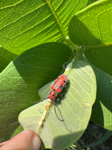 Red Milkweed Beetle