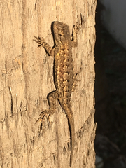 Sceloporus occidentalis