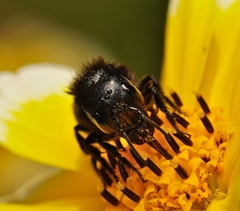 Osmia montana quadriceps