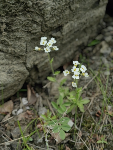 Draba sachalinensis iNat (3)