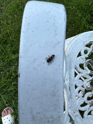 Asian Lady Beetle