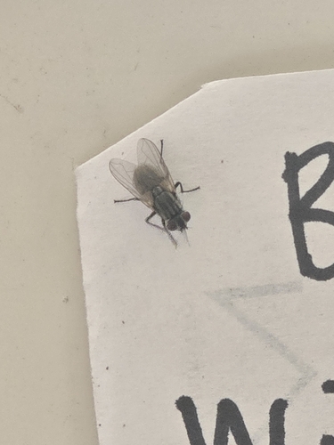 iNaturalist observation photo of Common House Fly