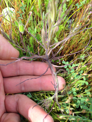 Castilleja densiflora densiflora