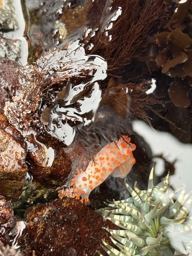iNaturalist observation photo of Clown Dorid