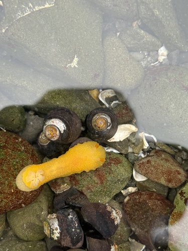 iNaturalist observation photo of White-speckled Dorid