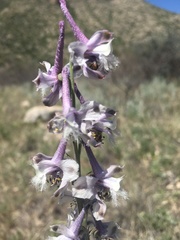 Delphinium wootonii