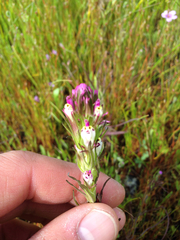 Castilleja densiflora densiflora