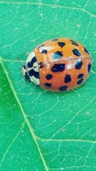 Harmonia axyridis