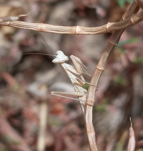 Parameles acuta