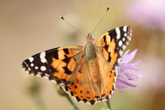 Painted Lady