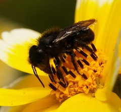 Osmia montana quadriceps