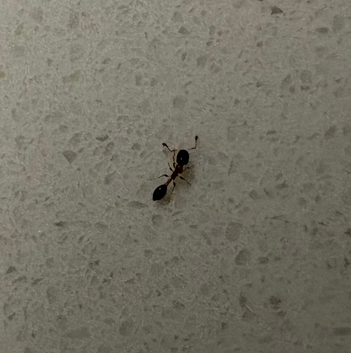 Flower Ant