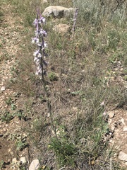 Delphinium wootonii