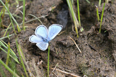 Glaucopsyche lygdamus columbia