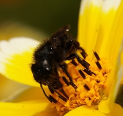 Osmia montana quadriceps