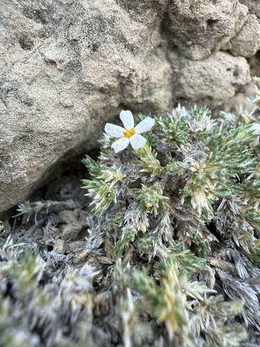 Phlox hoodii, photograph 2