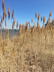 Phragmites australis