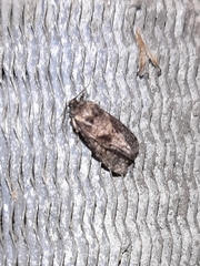 Cryptaspasma bipenicilla