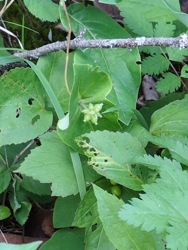 Glaucous Honeysuckle