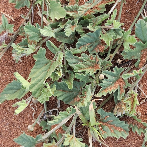 Desert Bindweed