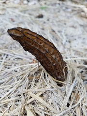 Morchella importuna