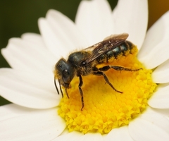 Osmia coloradensis