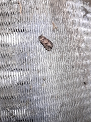Cryptaspasma bipenicilla