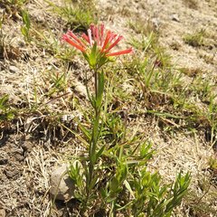Bouvardia tenuifolia