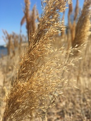 Phragmites australis