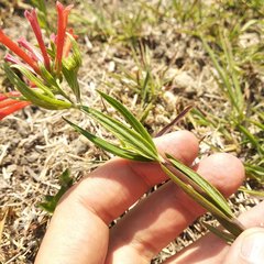 Bouvardia tenuifolia