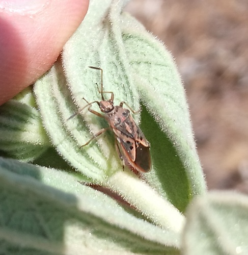 Spotted Firebug