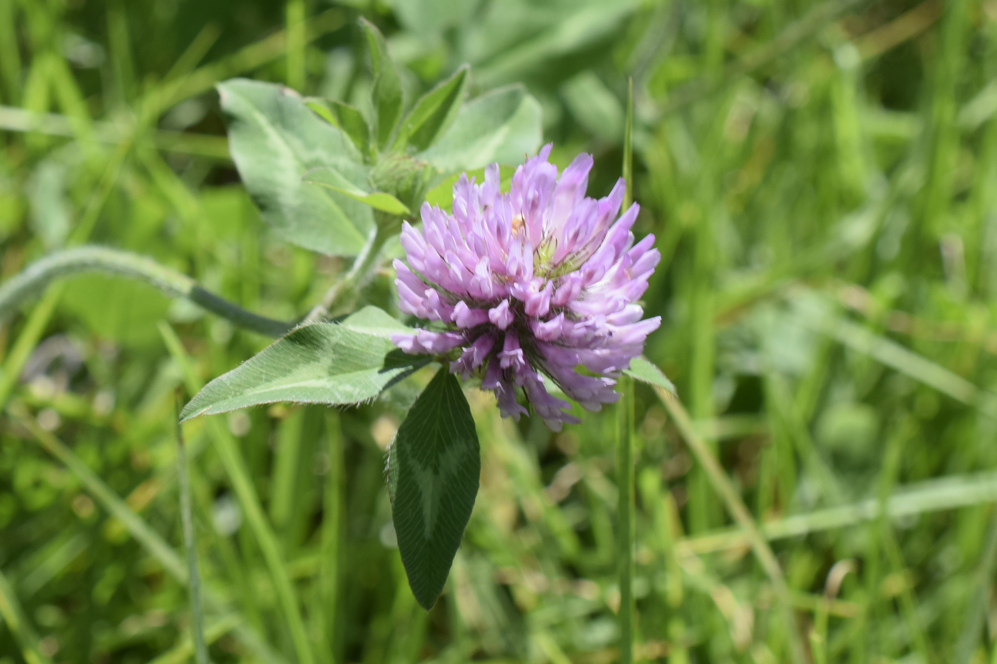 Trifolium image