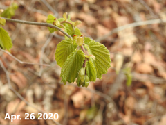 Corylus heterophylla