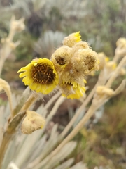 Espeletia grandiflora, photograph (c) Yannick Pochon, some rights reserved (CC BY)