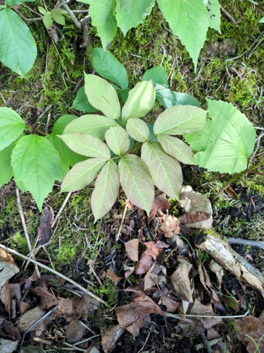 wild sarsaparilla