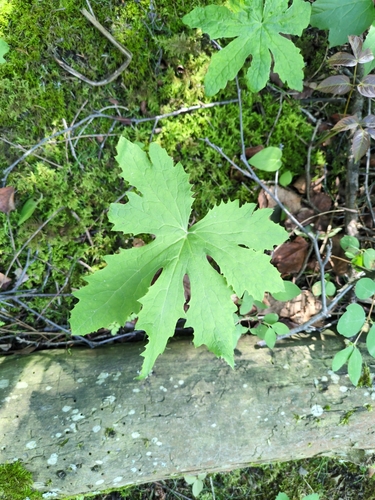 Arctic Butterbur