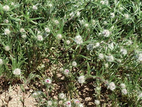 Montiopsis trifida (Montiopsis trifida)