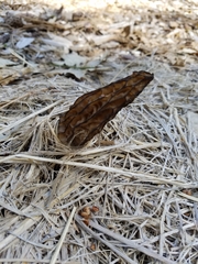 Morchella importuna