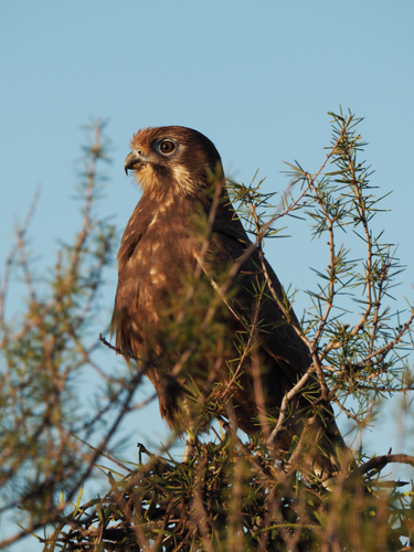 Brown Falcon