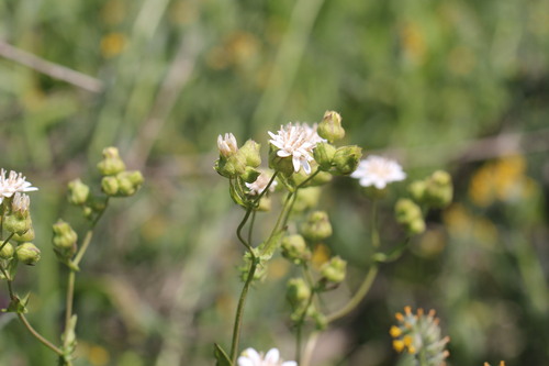 Moscharia pinnatifida, photograph 4