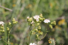 Moscharia pinnatifida, photograph (c) Cesar Ormazabal, some rights reserved (CC BY)