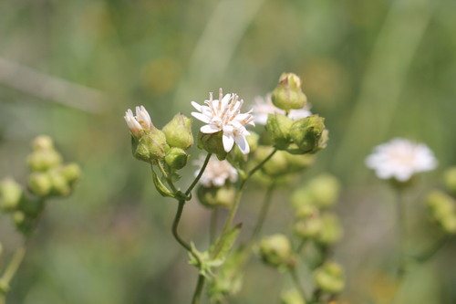 Moscharia pinnatifida, photograph 3