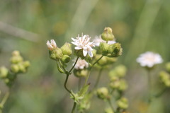 Moscharia pinnatifida, photograph (c) Cesar Ormazabal, some rights reserved (CC BY)