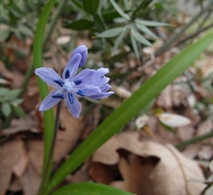 Scilla bithynica