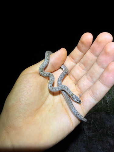 Southern Smooth Snake
