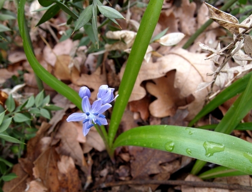 Scilla bithynica