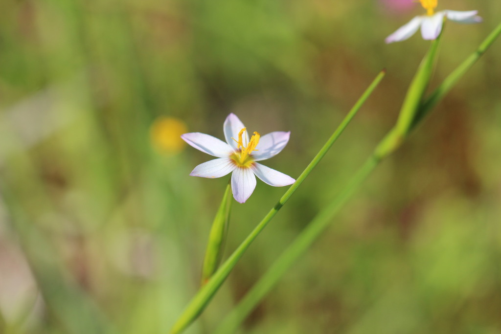 Olsynium junceum; photograph (c) Cesar Ormazabal, some rights reserved (CC BY)