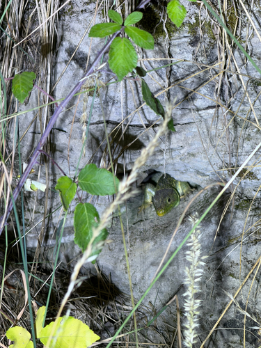 Ocellated Lizard