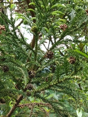 Cryptomeria