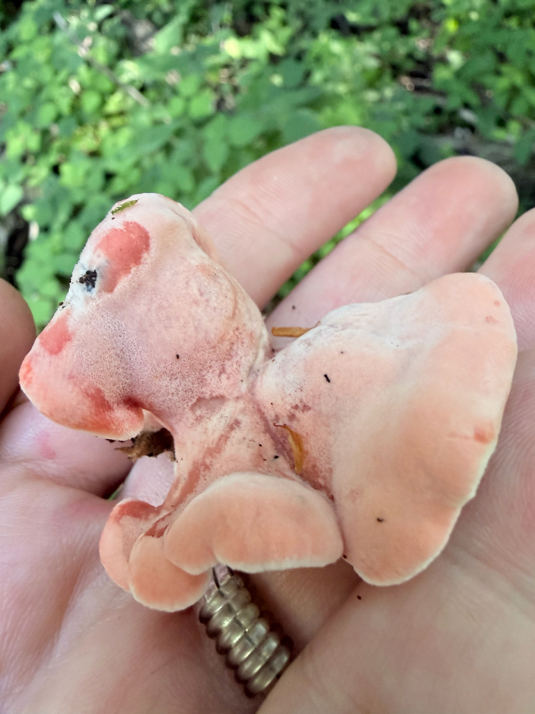 Coral-pink Merulius · July 2026 · photo: Photo: (c) Erica Tava Johnson, some rights reserved (CC BY) · iNaturalist